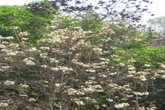 Radermachera xylocarpa